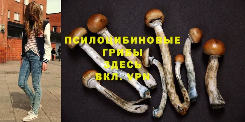 Галлюциногенные грибы Cubensis  хочу   маркетплейс клад  Дивногорск 